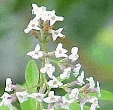 [LICITRI] Citroenverbena Lippia citriodora (pot14)