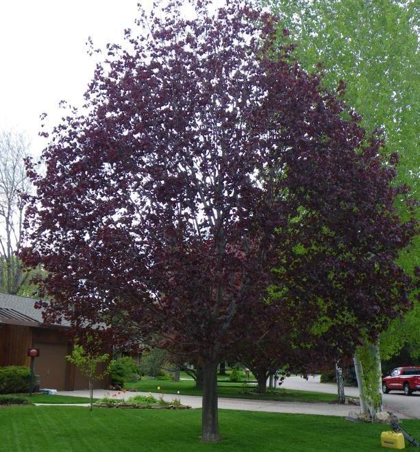 [ACPRRED] Acer plat. 'Royal Red' (hoogstam, 10/12, pot)