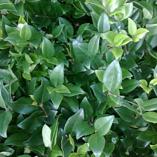 [LILUCID] Ligustrum lucidum (—, pot 7.5l 40/50cm)