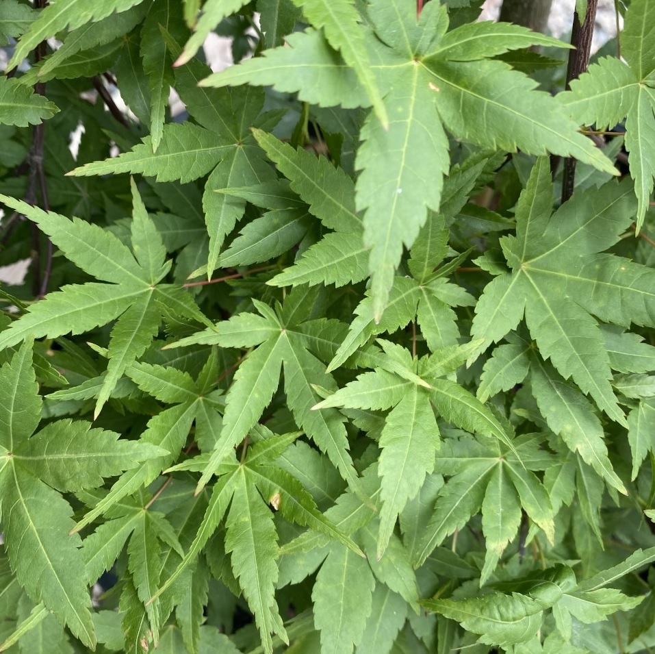 [ACPRUYS] Acer palm. 'Ryusen' (60cm, pot  14L)