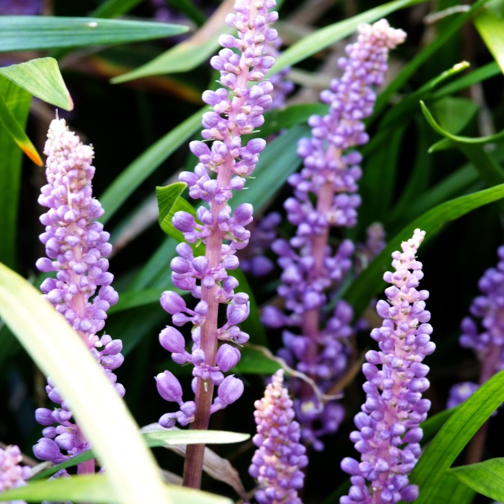 [LIMINGE] Liriope muscari 'Ingwersen' (pot   9cm)