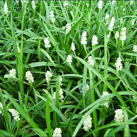 [LIMMWHI] Liriope muscari 'Monroe White' (pot   9cm)