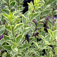[LIOARGE] TROÈNE PANACHÉ (60/80cm, pot 3L)