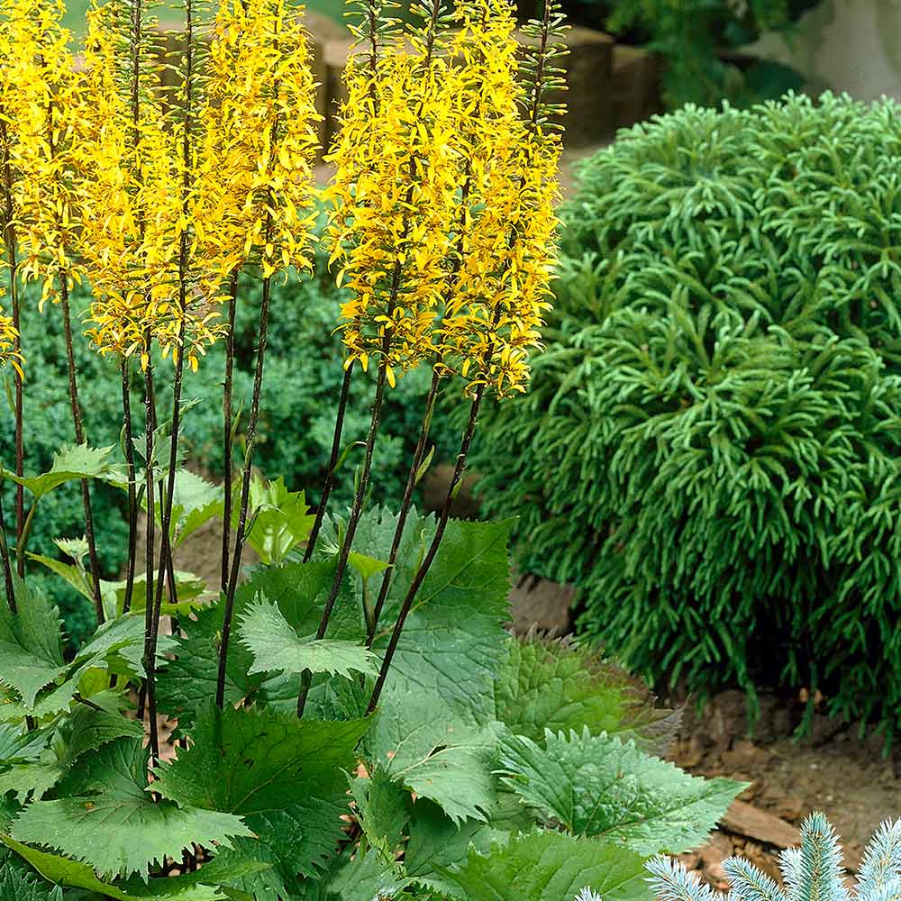 [LIPRZEW] Ligularia przewalskii (pot   9cm)