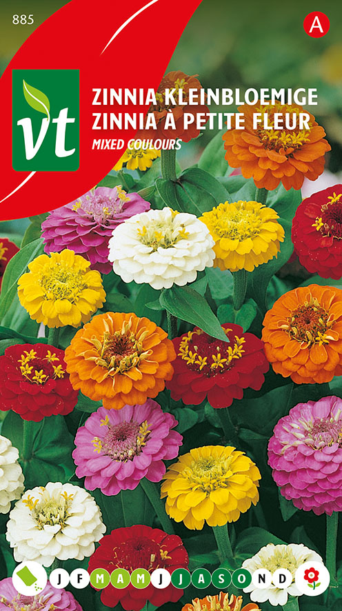 [0085] ZINNIA NAIN LILLIPUT