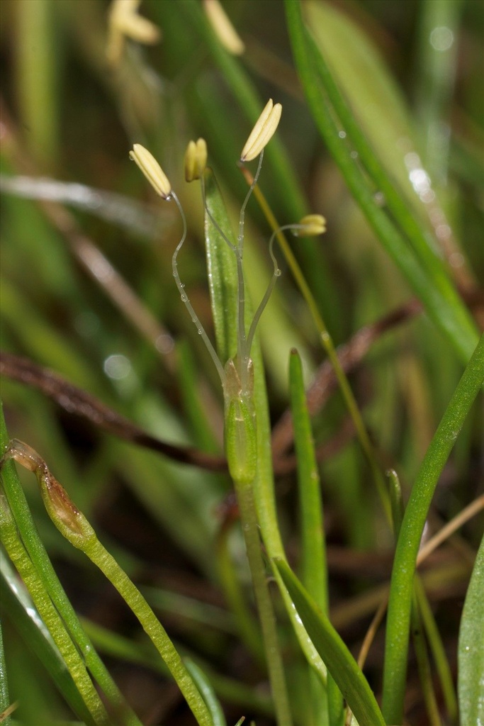 [LIUNIFL] Littorella uniflora
