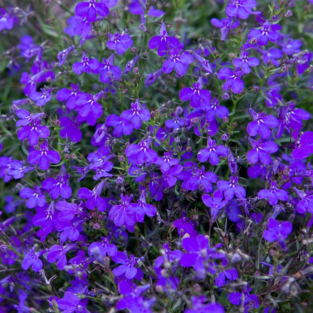 [LOBELIA] Lobelia (pot  10.5cm)