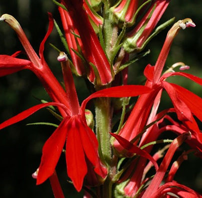 [LOCARDI] Lobelia cardinalis (mand 18cm)