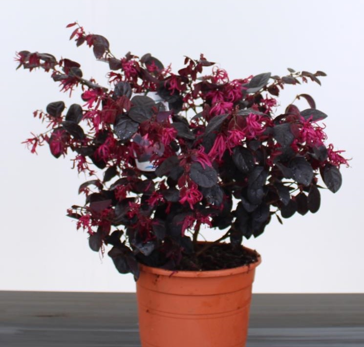 [LOCBPEA] Loropetalum chin. 'Black Pearl' (30/40cm, pot 10L)