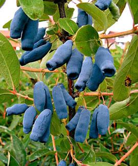 [LOCBORE] Lonicera caerulea Borealis BLAUWE HONINGBES