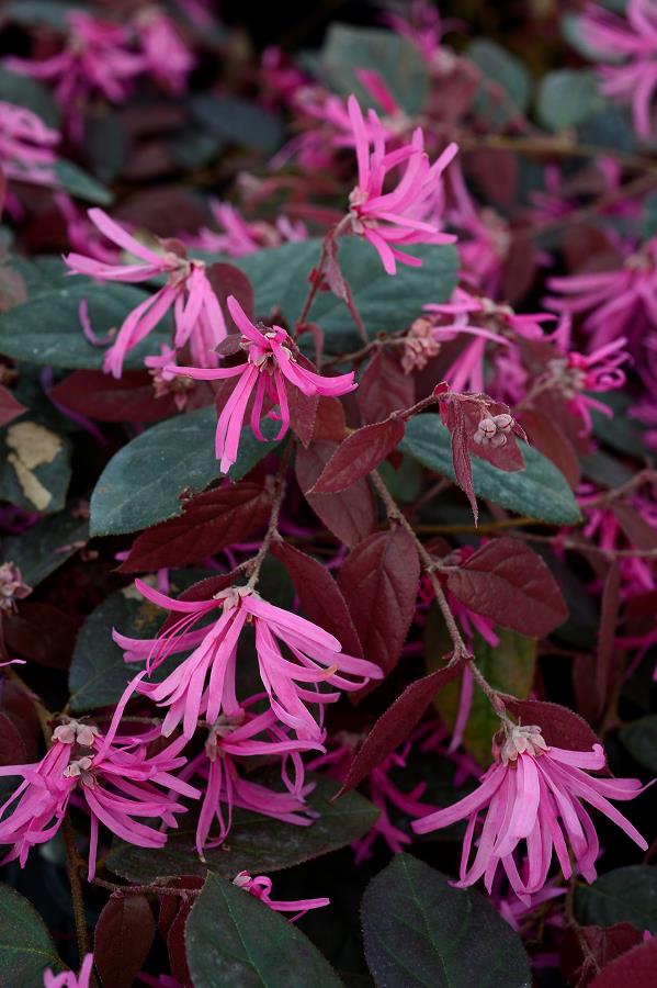 [LOCFDAN] Loropetalum chin. 'Fire Dance' (tige, 50cm, pot 3L)