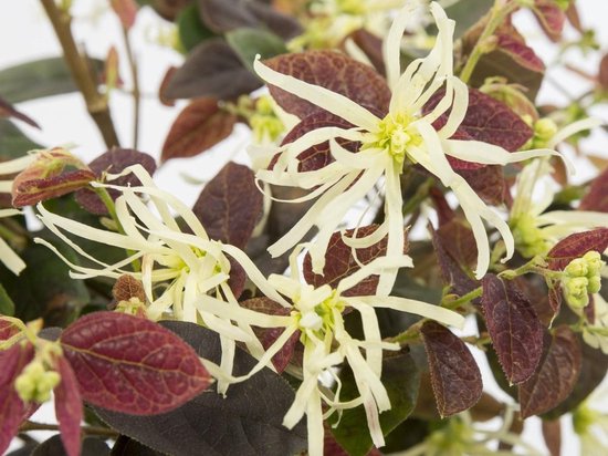 Loropetalum chin. 'Ruby Snow'