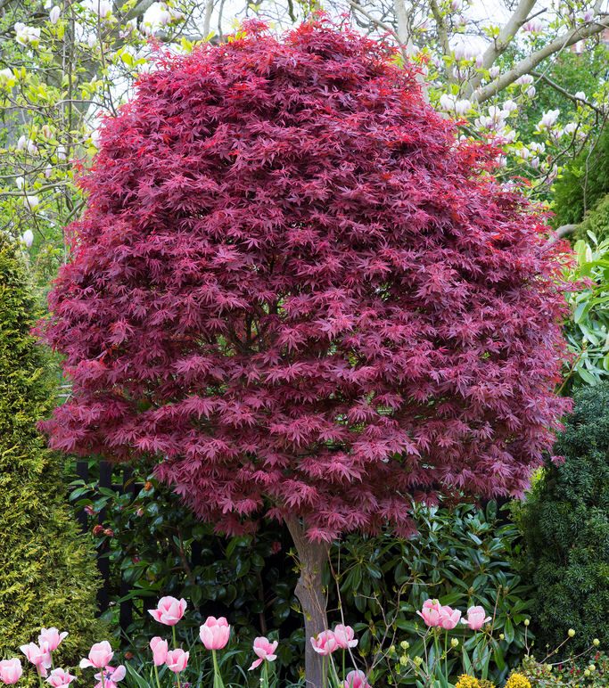 [ACPSBRO] Acer palm. 'Skeeters Broom' (—, 150/175cm, pot  20L)