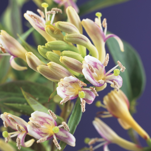 [LOHCBEA] Lonicera henryi 'Copper Beauty' (gestokt, 75cm, pot   2.25L)