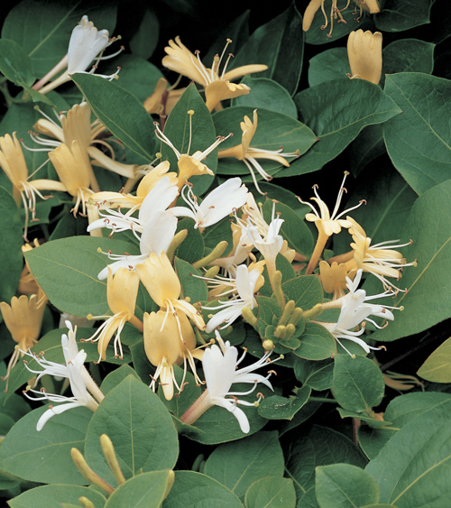 [LOJHPRO] Lonicera japonica 'Hall's Prolific' (gestokt, 75cm, pot   2.25L)
