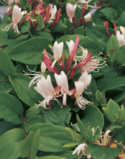 Lonicera japonica 'Red World'
