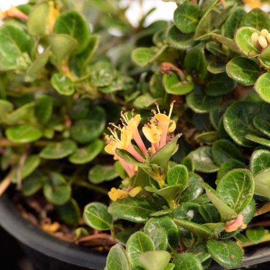 [LOLHONY] Lonicera crassifolia 'Little Honey'