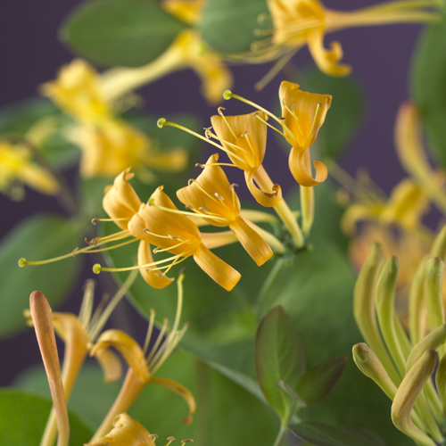 [LOMANDA] Lonicera 'Mandarin'