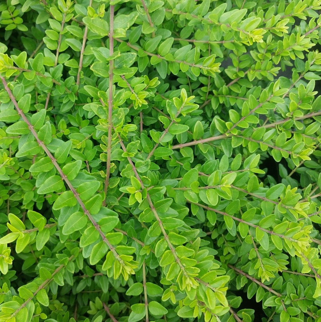 [LONELEG] CHÈVREFEUILLE ARBUSTIF (pot 9cm)