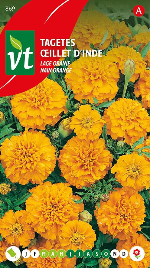 [00869] OEILLET D'INDE NAIN ORANGE