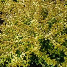 Lonicera nit. 'Twiggy'