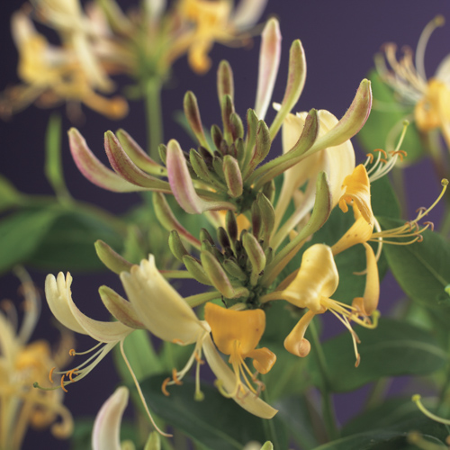 [LOPERIC] Lonicera periclymenum (gestokt, 75cm, pot   2.25L)