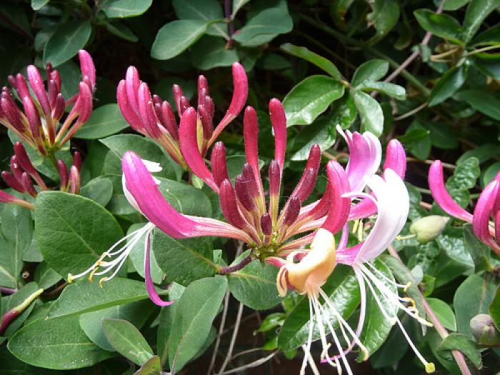 [LOPBSEL] Lonicera pericl. 'Belgica Select' (gestokt, 75cm, pot   2.25L)