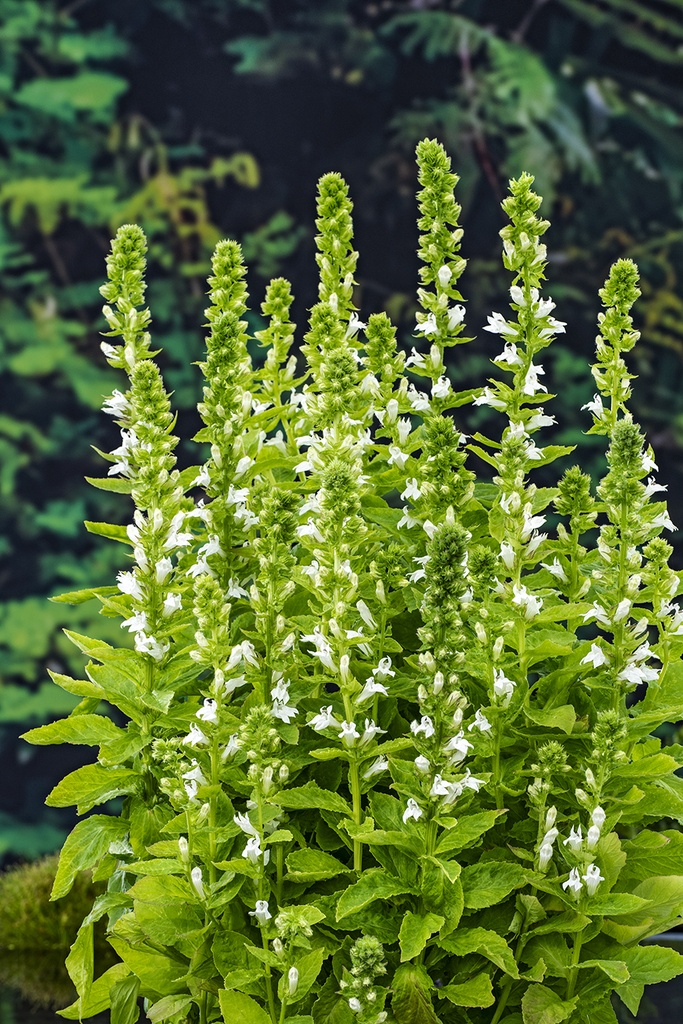 [LOSALBA] Lobelia syphilitica 'Alba'