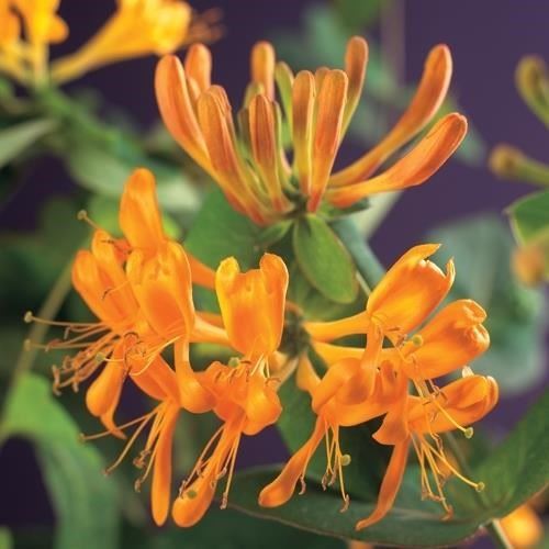 [LOTELLM] Lonicera tellmanniana (75cm, pot   2.25L)