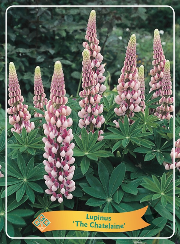Lupinus 'The Chatelaine'