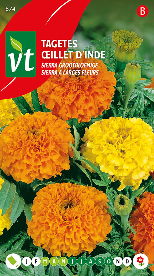 [00874] OEILLET D'INDE SIERRA À LARGES FLEURES