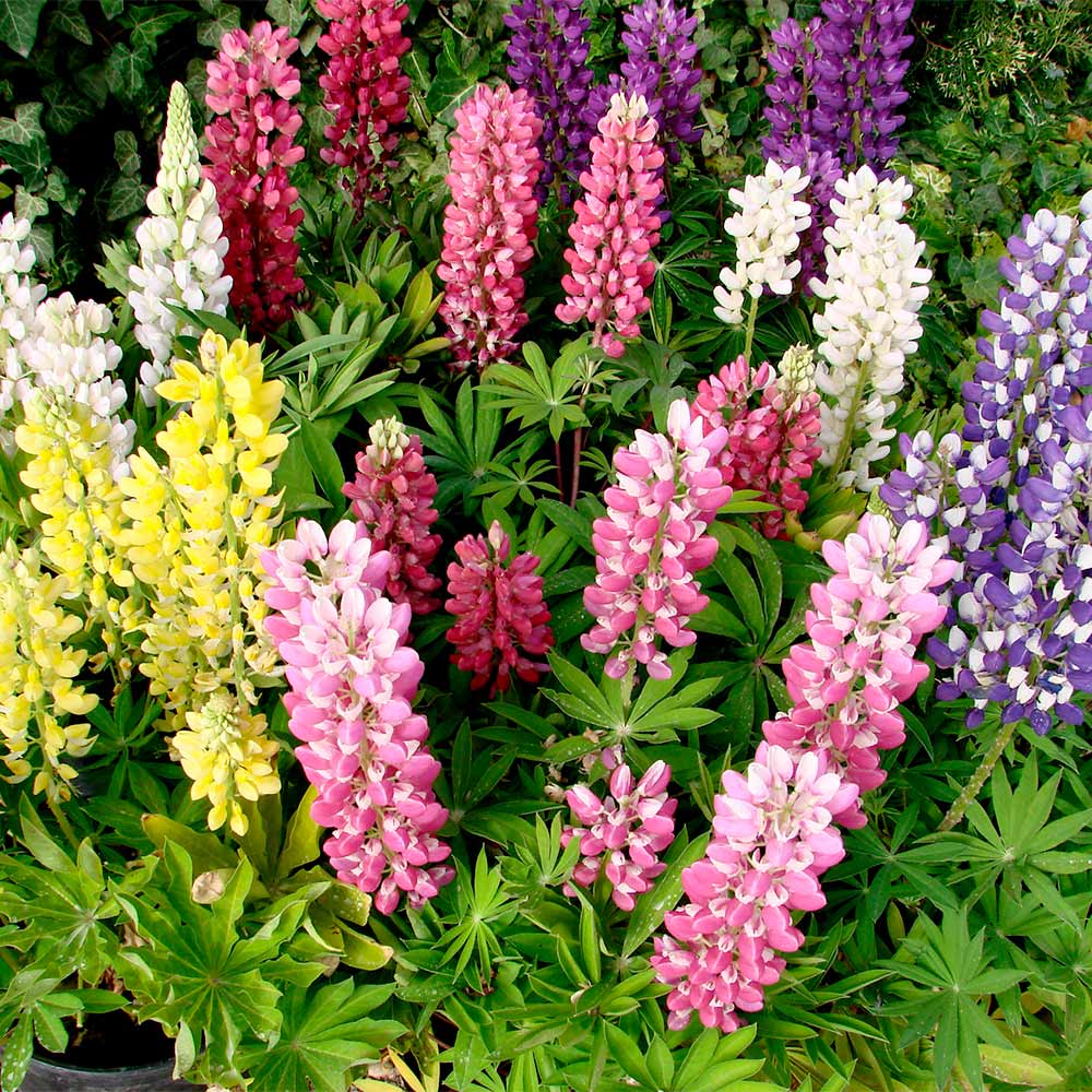 [LUPINUG] Lupinus 'Gallery' (pot   2.5L)