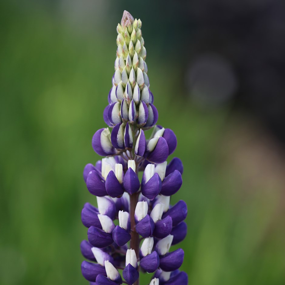 [LUTGOVE] LUPIN (pot 9cm)