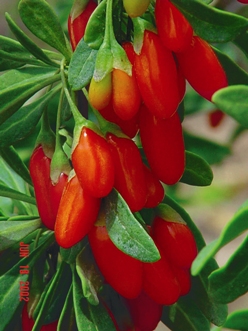[LYBARBA] Lycium barbarum GOJI-bes (—, —, pot   2L)