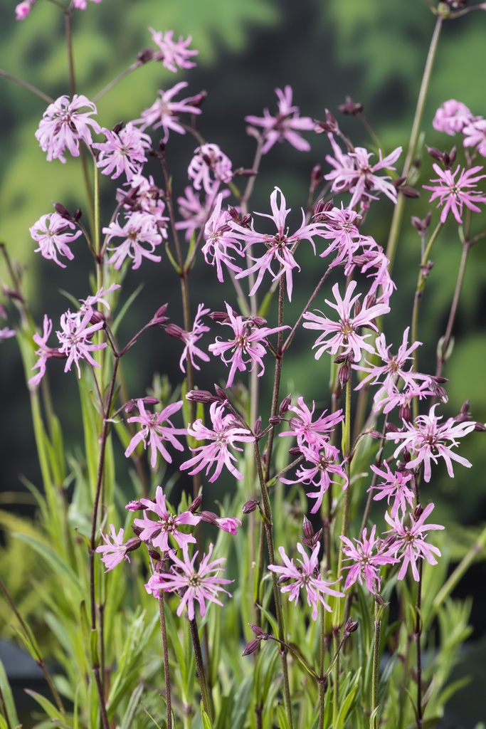 [LYFCUCU] Lychnis flos-cuculi (mand 18cm)