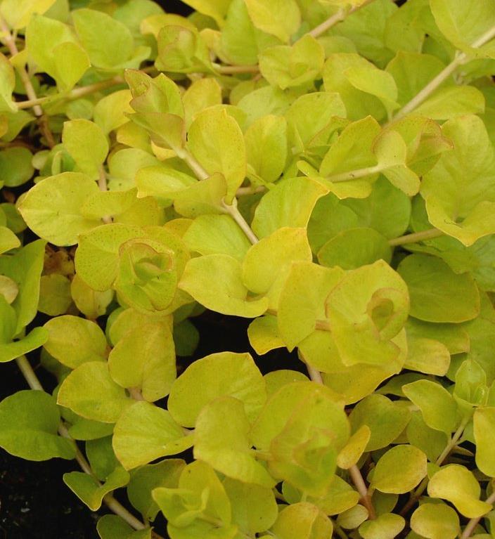 [LYNAURE] Lysimachia num. 'Aurea' (pot   9cm)