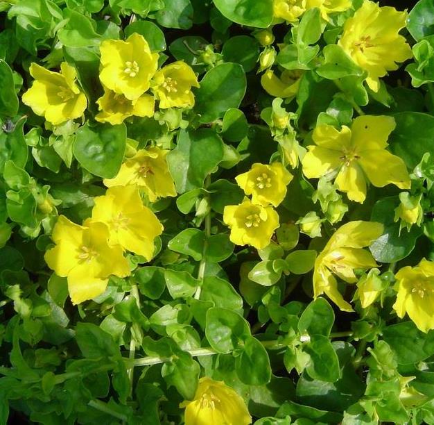 [LYNUMMU] Lysimachia nummularia (pot   9cm)