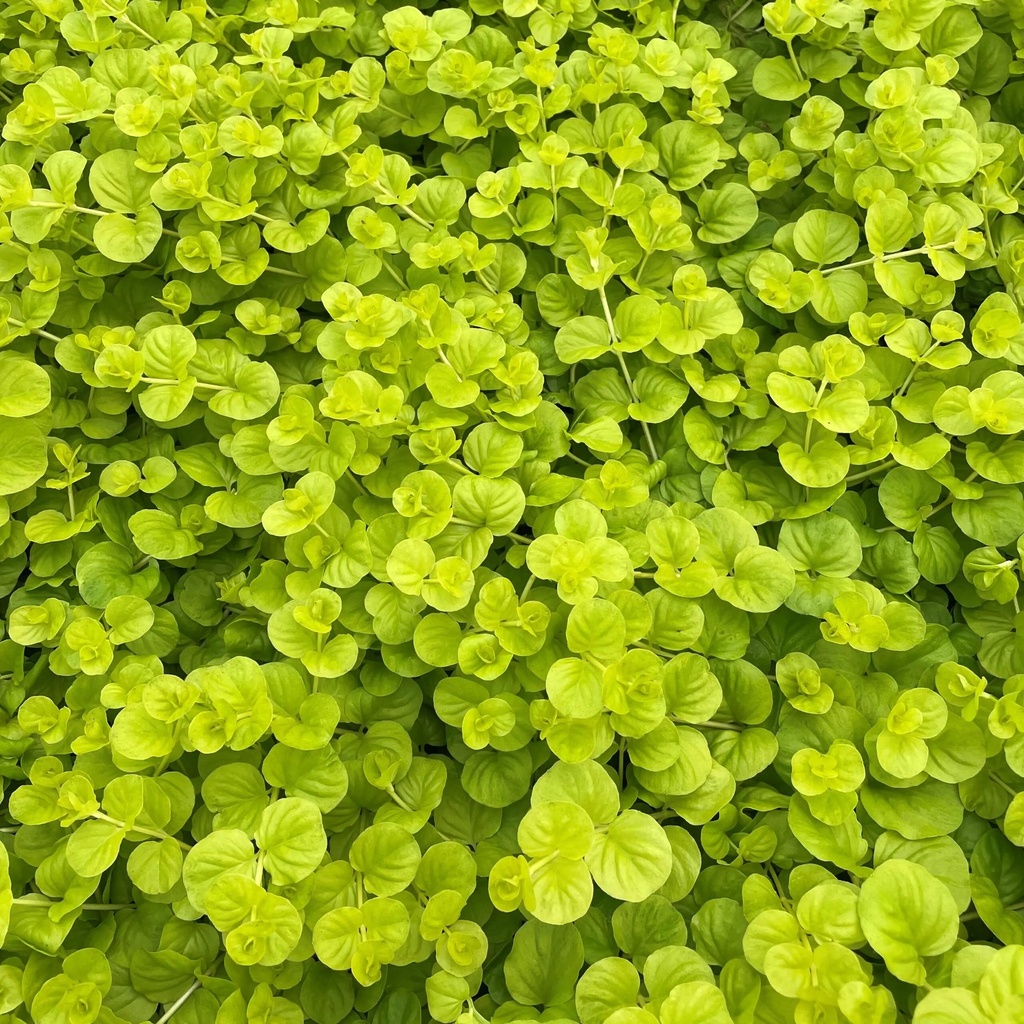 [LYSIMAC] Lysimachia (pot  10.5cm)