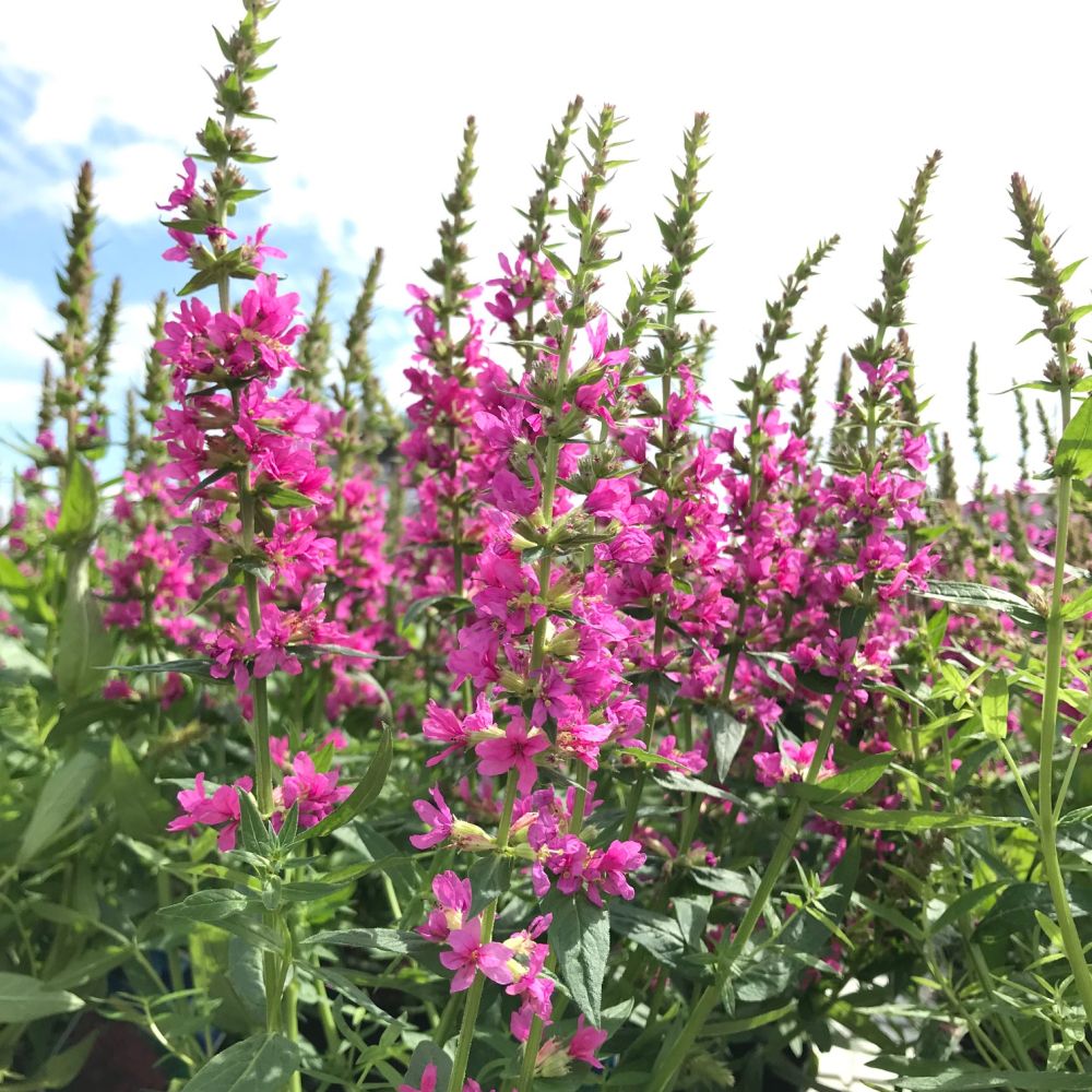 [LYSROBE] Lythrum salicaria 'Robert' (pot   9cm)