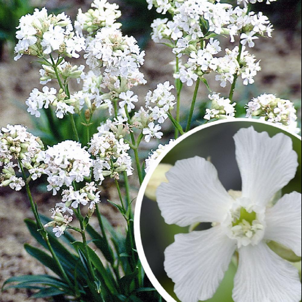 FLEUR DE COUCOU