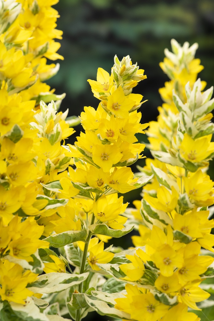 [LYVARIE] Lysimachia 'Variegata'