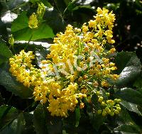 [MAAQUIF] Mahonia aquifolium (—, pot 10L)