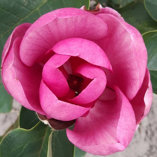 [MABTULI] Magnolia 'Black Tulip'® (cépée, 200/250cm, pot 50L)