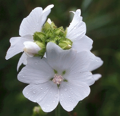 Malva moschata 'Alba'