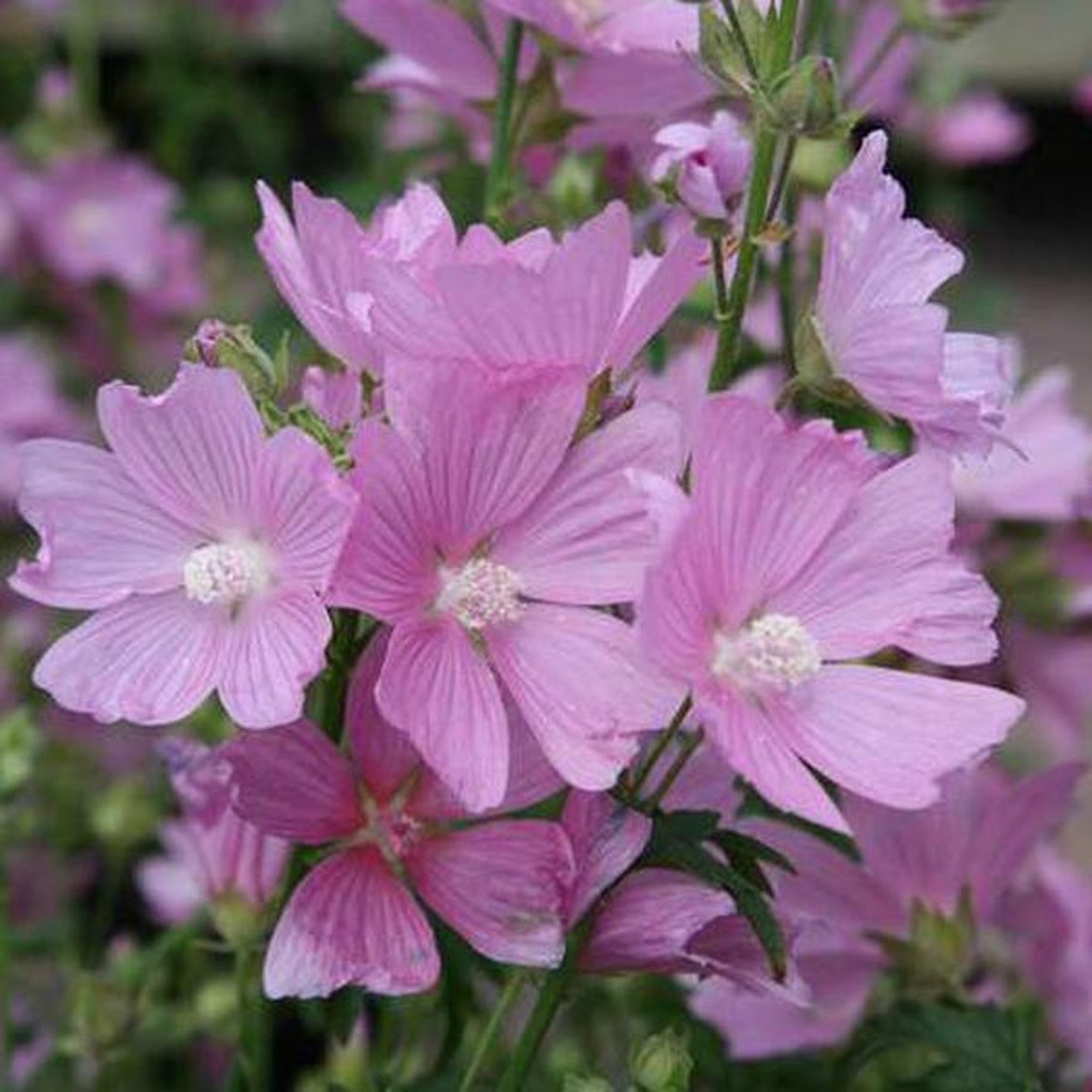 MAUVE