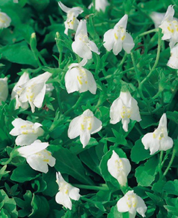 [MARALBA] Mazus reptans 'Alba' (mand 18cm)