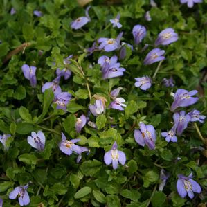 [MAREPTA] MAZUS RAMPANT (pot 9cm)