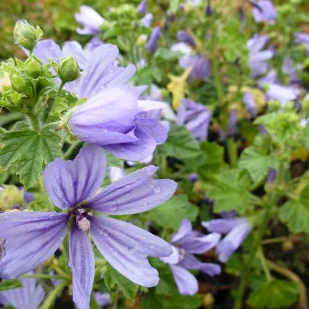 [MASPBLU] Malva sylv. 'Primley Blue' ® (pot   9cm)