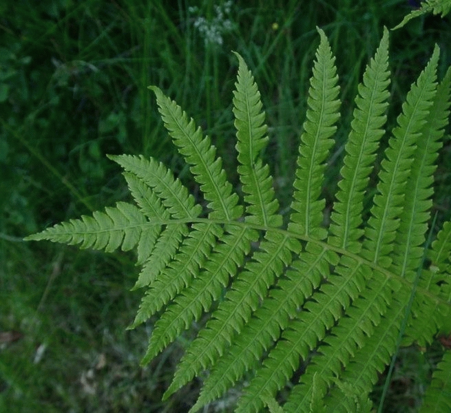 [MASTRUT] Matteuccia struthiopteris (pot   9cm)