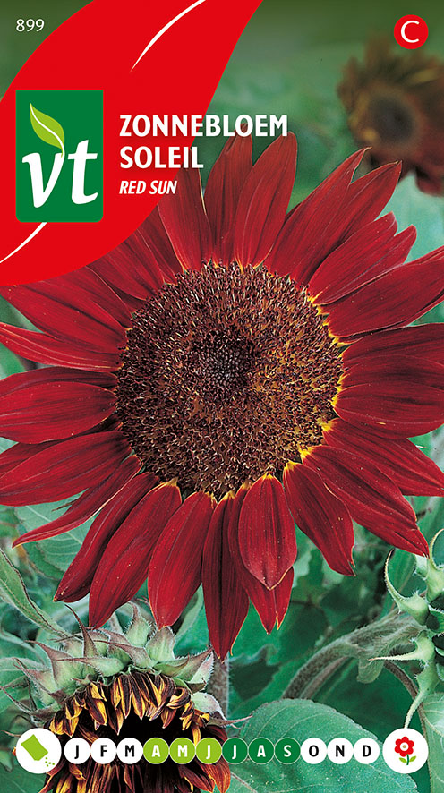 TOURNESOL HAUT RED SUN